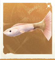生物大笔刷鱼.png