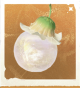 生物时光树.png