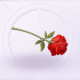部件花境漫步01.png