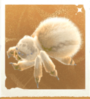 生物织衣蛛.png