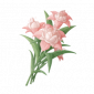 道具柔粉蓬蓬兰.png