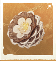 生物纽扣松果.png