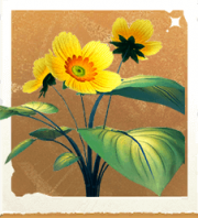 生物小野菊.png