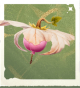 生物风旋果.png