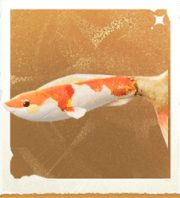 生物云尾锦鲤.png