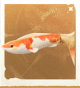 生物云尾锦鲤.png