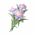 道具橙紫双色蓬蓬兰.png