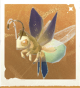生物耳坠萤.png
