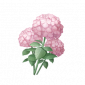 道具柔粉团团花.png