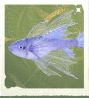 生物拉夫领鱼.png