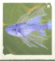 生物拉夫领鱼.png