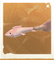 生物笔刷鱼.png
