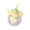 道具日光果.png