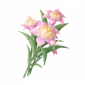 道具锦绣双色蓬蓬兰.png