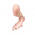 道具笔刷鱼.png