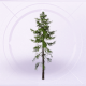家具针叶树.png