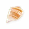 道具小小蜗壳晶.png