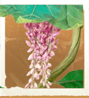 生物花伞藤萝.png