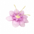 道具胭脂芙蕖.png