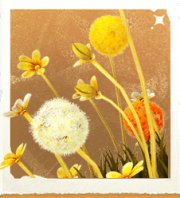 生物垂耳草.png