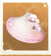 生物珠花贝壳.png
