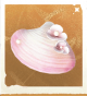 生物珠花贝壳.png
