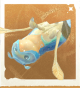 生物泳镜蝽.png