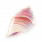 道具闪亮蜗壳晶.png
