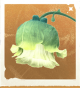 生物路灯花.png