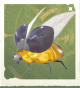 生物风铃子.png