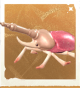 生物美甲金龟.png