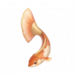 道具云尾锦鲤.png