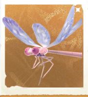 生物芭蕾豆娘.png