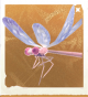 生物芭蕾豆娘.png