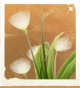 生物风絮草.png