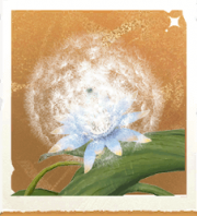 生物绒球草.png