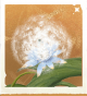 生物绒球草.png