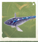 生物插梳鱼.png
