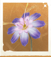 生物香薰睡莲.png