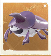生物尖帽仙.png