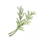 道具草之鲜.png