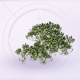 家具灌木·花.png