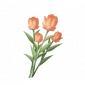 道具洋红杯杯香.png