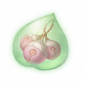 道具柔粉叮当果精粹.png