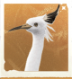 生物折扇白鹭.png