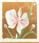 生物晴雨蝶兰.png