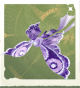 生物丝巾蛾.png
