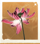 生物胭脂芙蕖.png