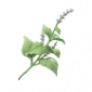 道具醇药之味.png