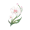 道具雨滴蝶兰.png
